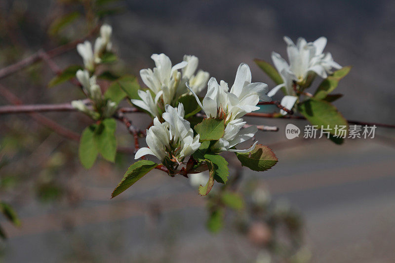 萨斯卡通浆果(Amelanchier alnifolia)在春天开花。